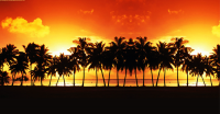 Silhouette Palms.png