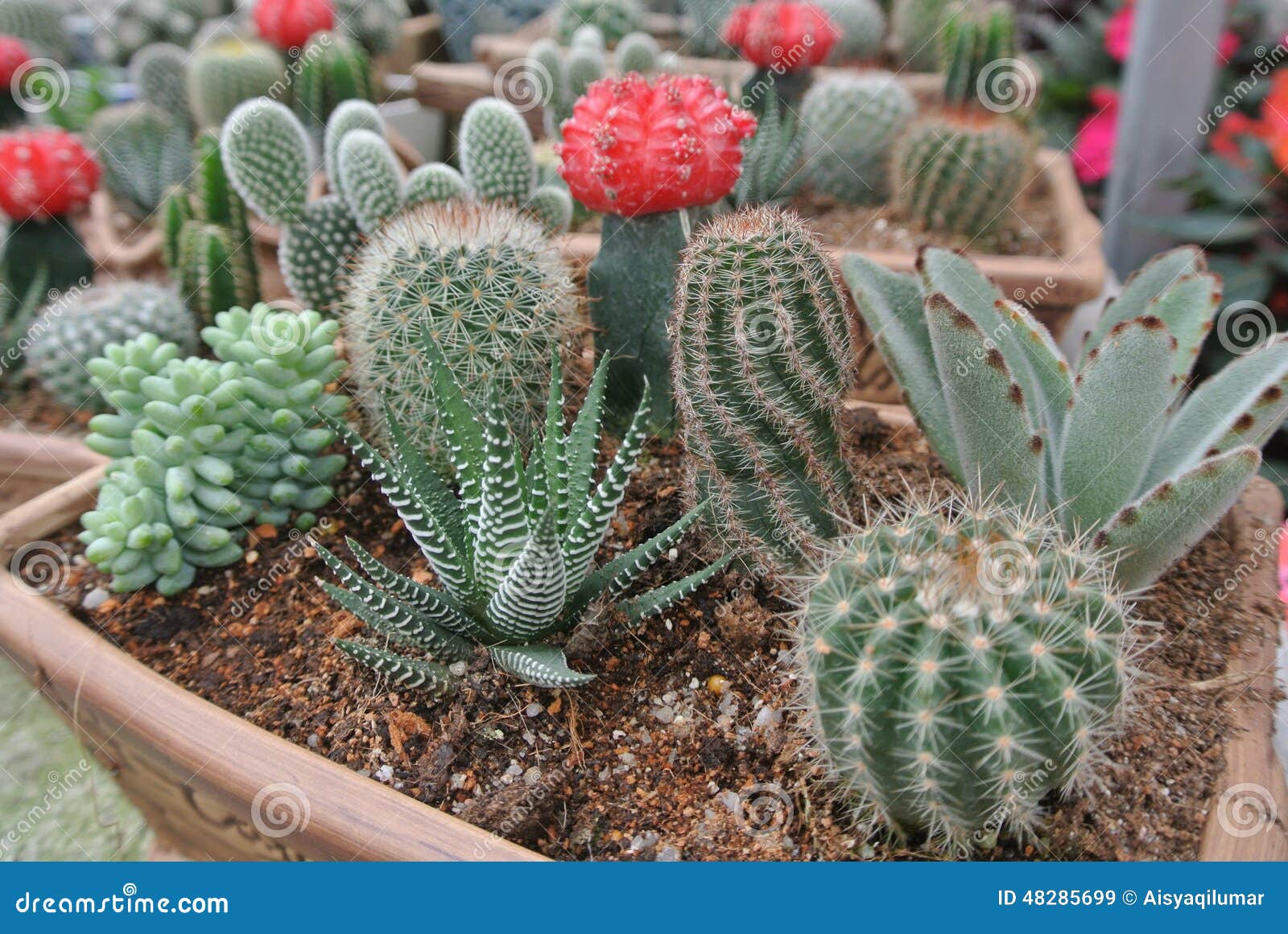 cactus-pot-cameron-highland-malaysia-â€“-december-plant-nurseries-one-famous-malaysian-48285699.jpg