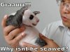 baby-panda-tries-to-scare-300x223.jpg