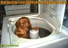 funny-dog-picture-hand-wash-only.jpg