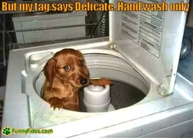 funny-dog-picture-hand-wash-only.webp