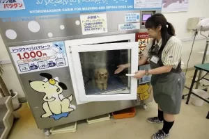 dog-washing-machine.webp