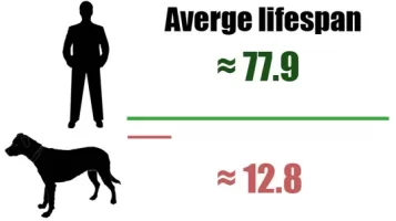 human-vs-dog-lifespan.webp