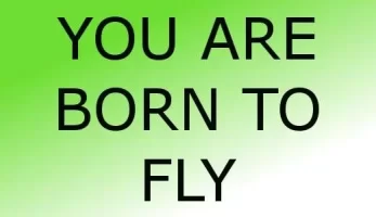 fly.webp fly.webp