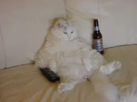 chat.webp chat.webp