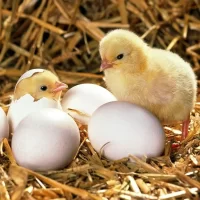 INCUBATOR_EGGSHELLCHICK.webp INCUBATOR_EGGSHELLCHICK.webp
