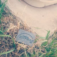 Soap Cult.webp