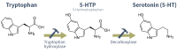 serotonin-tryptophan-5-ht-synthesis@2x.png