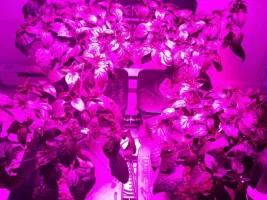 Jalapeno Week 6 LED.webp