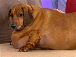 tdy_roker_dog_120912.video-260x195.webp tdy_roker_dog_120912.video-260x195.webp