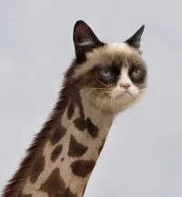 post-10547-Grumpy-Cat-Giraffe-w4tO.webp