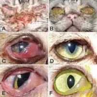 cats.jpg cats.jpg