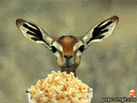 dear-eating-popcorn-gif.gif