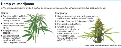 hemp-vs-marijuana.jpeg