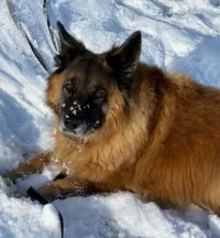 hachi.jpg hachi.jpg
