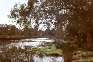 behind my house1.webp