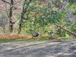 1763402614668.webp 1763402614668.webp