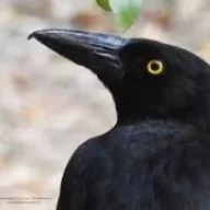 Currawong
