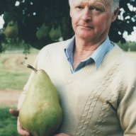 OversizedPear