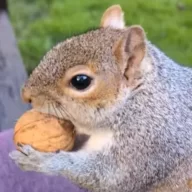 tangbear