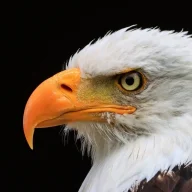 eagle_eye