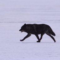 Black Wolf