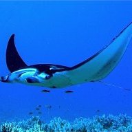 manta