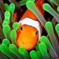 Clownfish