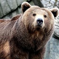 BrownBear
