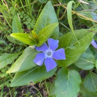 Primeperiwinkle