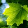 GreenLeaf