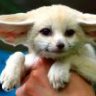 Fennec