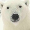 thelastkuma