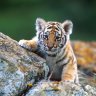 PersianCub