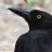 Currawong