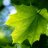 GreenLeaf