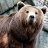BrownBear