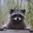 Racoon123