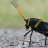 Grasshopper