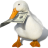 andrew_