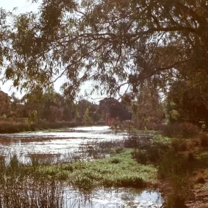 behind my house1.webp
