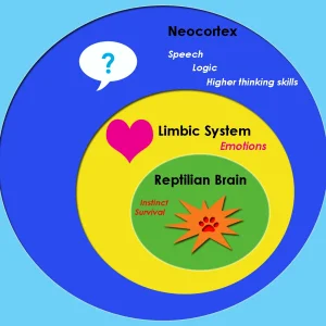 Triune_brain.webp