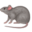 :rat: