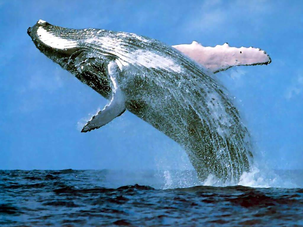 whale+1.jpg