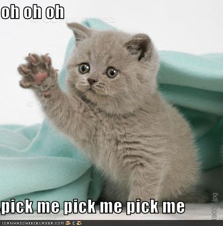 pick_me_kitten.jpeg