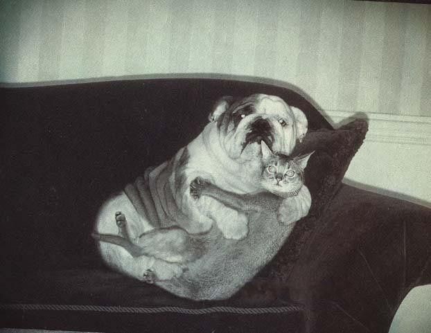 cat_and_dog.jpg