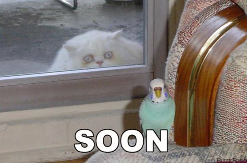 soon-cat-parrot.jpg