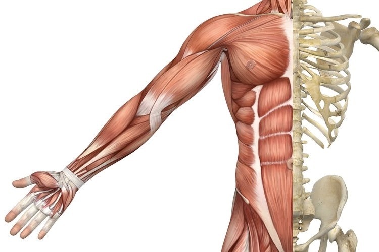 Skeletal-muscles-of-the-torso-and-arm20161111-16395-19whlxj.jpg