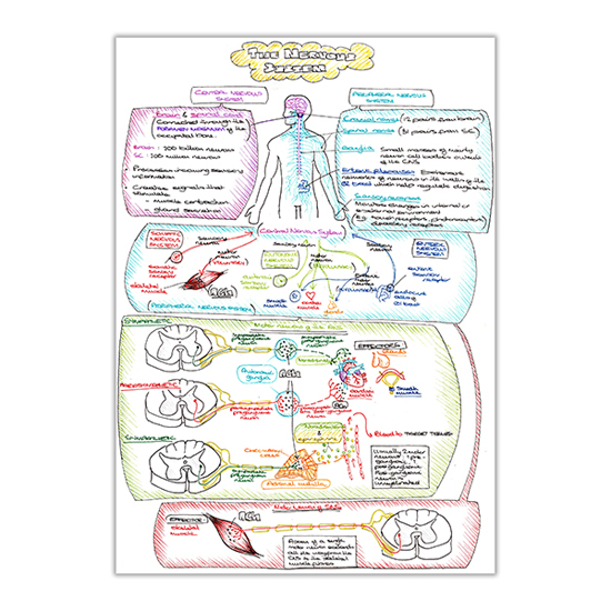 The+Nervous+System+Overview-1.jpg